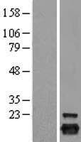 Human PRDX5 / Peroxiredoxin 5 Protein (Over-Expression Lysate Myc-DDK (Flag))