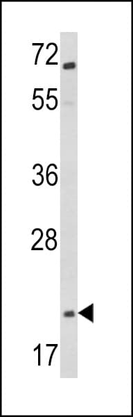 PathPlus™ GCG / Glucagon Antibody (aa119-148)