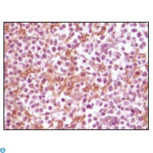SNCA / Alpha-Synuclein Antibody