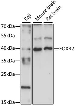 FOXR2 Antibody