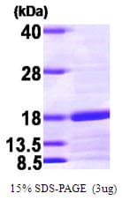 Human SNAPIN Protein (Recombinant His)