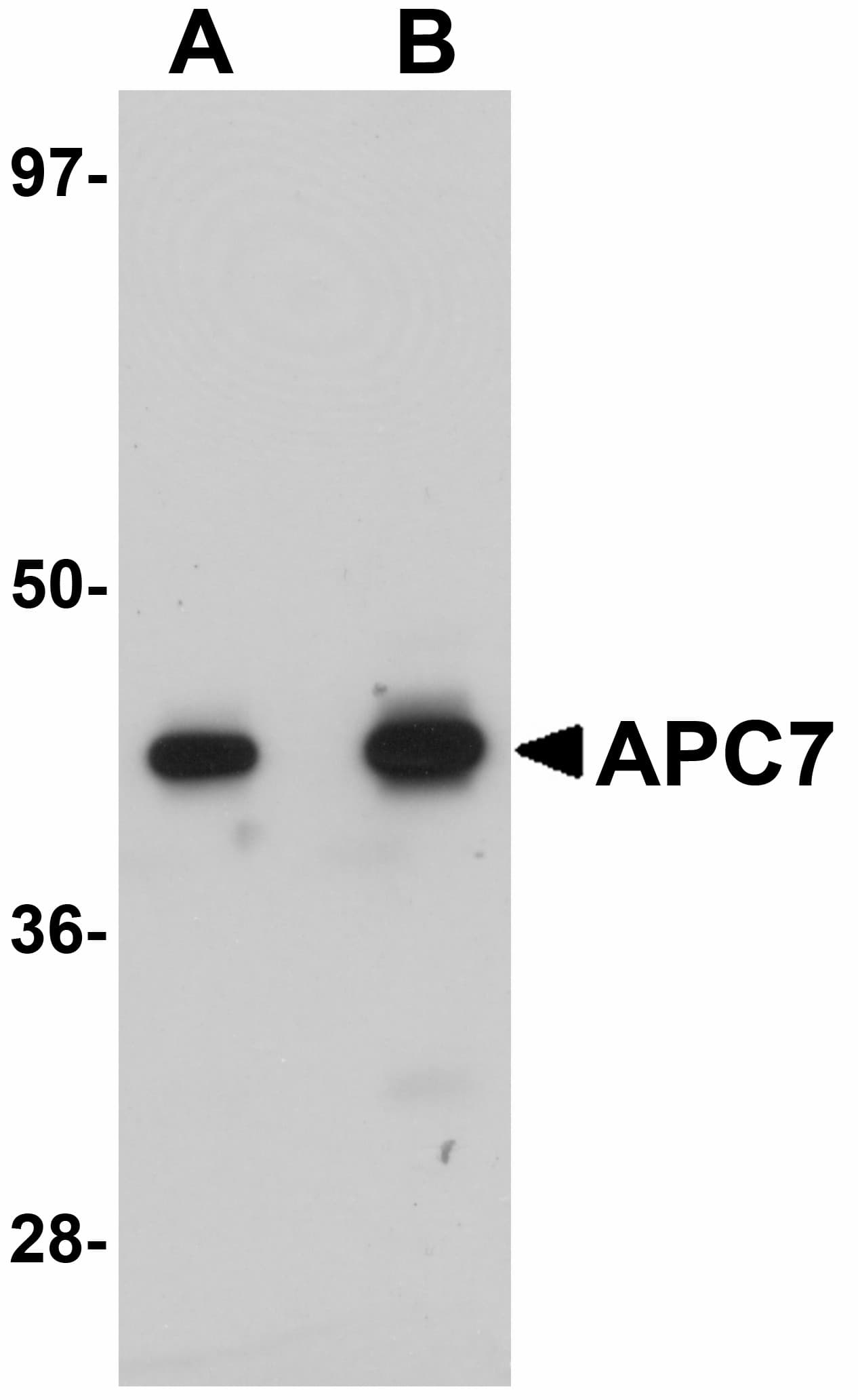 IHC-plus™ ANAPC7 / APC7 Antibody