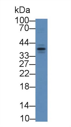 APOF / Apolipoprotein F Antibody (aa111-314, PE)