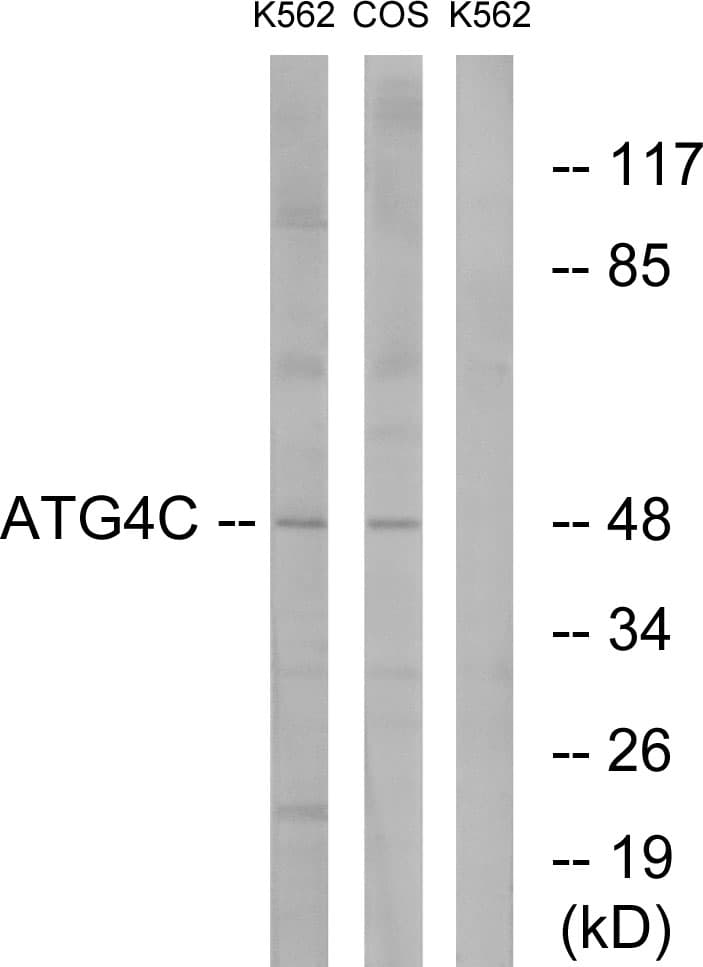 AUTL1 / ATG4C Antibody (aa21-70)