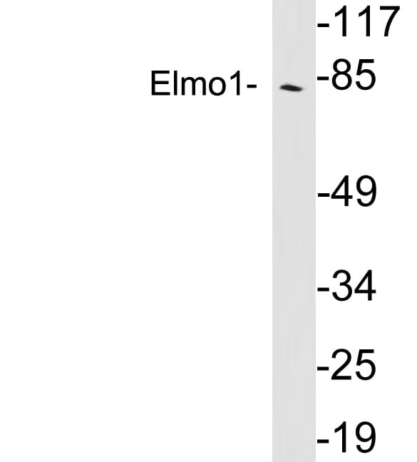 ELMO1 / ELMO 1 Antibody (aa22-71)
