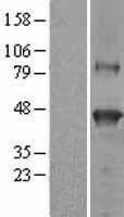 SERPINB9 / PI9 Protein (Over-Expression Lysate Myc-DDK (Flag))