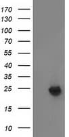 MMAB Antibody (clone OTI1G3)
