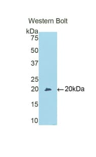 LY96 / MD2 / MD-2 Antibody (aa19-160, HRP)