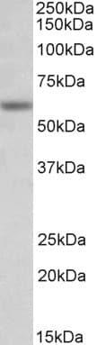 IHC-plus™ GLRA1/Glycine Receptor Alpha 1 Antibody (aa373-386)