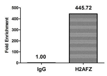 H2AFZ / H2A.z Antibody