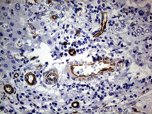 NES / Nestin Antibody (aa99-349, clone OTI1B4, Carrier-free)