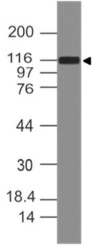 DAAM1 Antibody