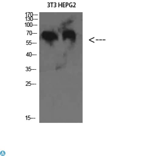 Complement C8b Antibody (aa371-420)