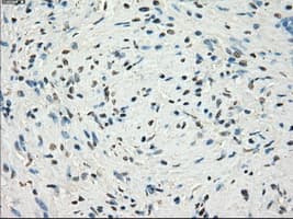 LTA4H / LTA4 Antibody (clone OTI5C10)