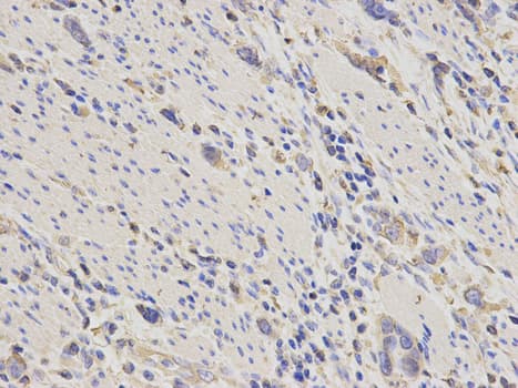 IHC-plus™ ACTN1 Antibody