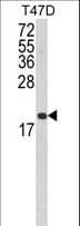 CD95 / FAS Antibody (aa185-211)