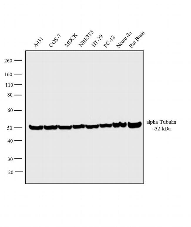 Alpha Tubulin Antibody (clone TU-02)