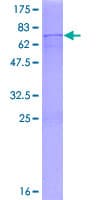 Human POLDIP2 / PDIP38 Protein (Recombinant GST)