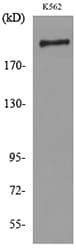 SIGLEC1 / CD169 / Sialoadhesin Antibody