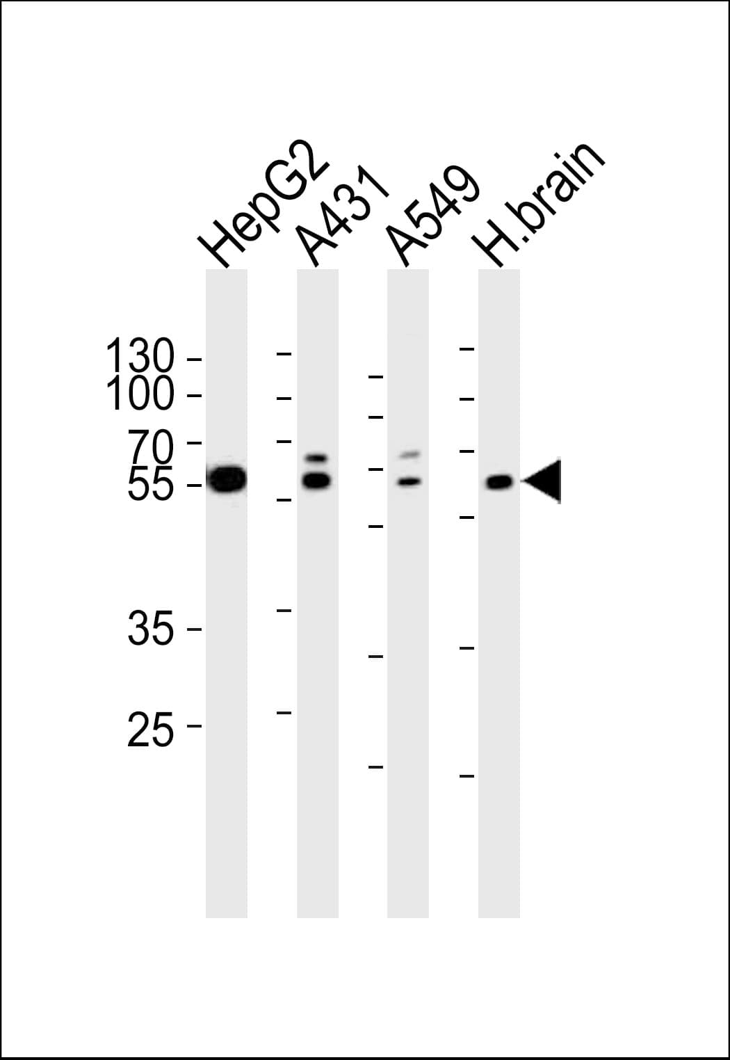 SERAC1 Antibody (aa41-64)