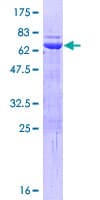 Human MURF1 / IRF Protein (Recombinant GST)