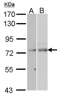 NXF1 / TAP Antibody (aa1-151)
