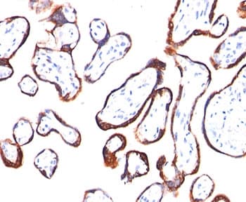 Monoclonal Mouse anti-Human CGB / hCG Beta Antibody (clone HCGb/54, Ready-to-Use, IHC, WB)