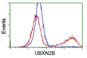 UBXN2B Antibody (clone OTI1G3)