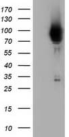 Monoclonal Mouse anti-Human BCAP / PIK3AP1 Antibody (clone OTI7A11, IHC, IF, WB)