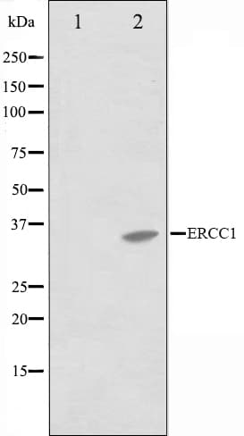 ERCC1 Antibody