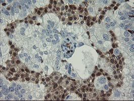Monoclonal Mouse anti-Human GIMAP4 Antibody (clone OTI1A11, Carrier-free, IHC, IF, WB)