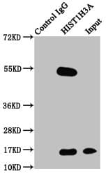 HIST1H3A Antibody (phospho-Thr3)