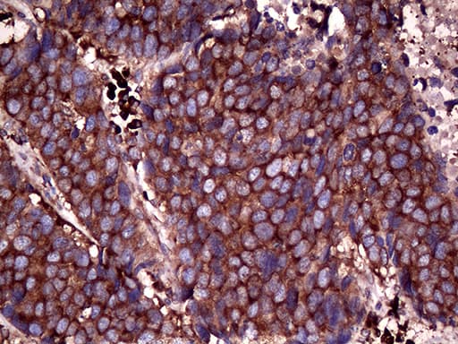 RPL10A Antibody (clone OTI4B2, Carrier-free)