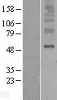 ORAI3 Protein (Over-Expression Lysate Myc-DDK (Flag))