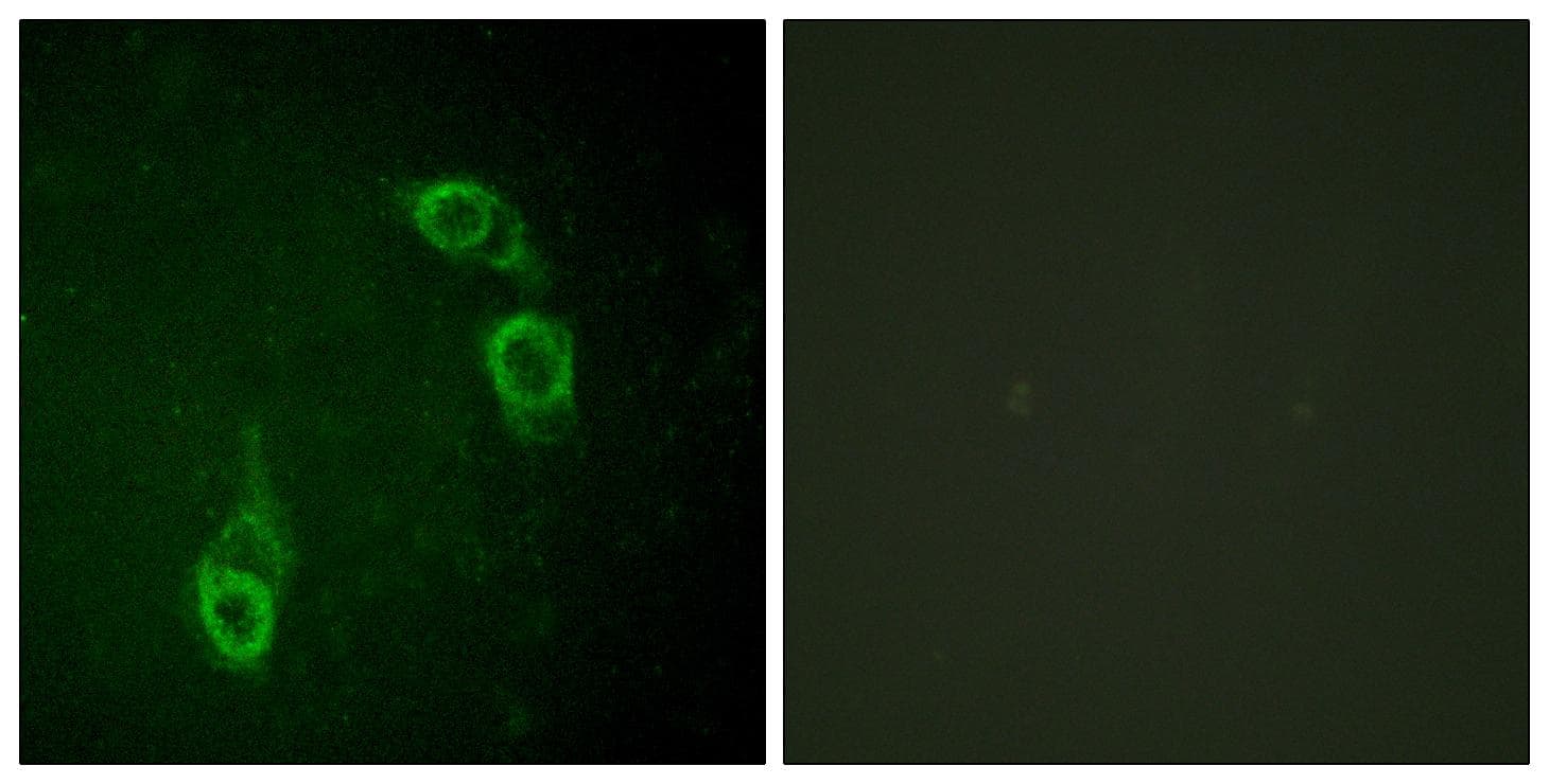 ANAPC1 / APC1 Antibody