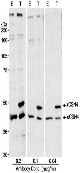 Polyclonal Rabbit anti-Human COPS4 / CSN4 Antibody (aa350-C-term, WB)
