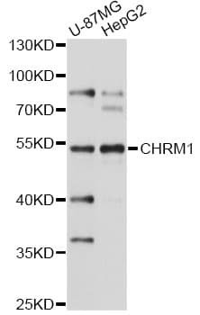 CHRM1 / M1 Antibody