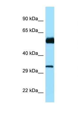 CDC20B Antibody (aa139-188)
