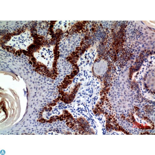 Polyclonal Rabbit anti-Human SCGF Antibody (IHC, WB)