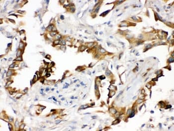PGRMC1 / MPR Antibody