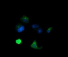 MLANA / Melan-A Antibody (clone OTI5E6, Carrier-free)