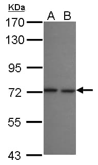 SEC16B Antibody (N-Terminus)