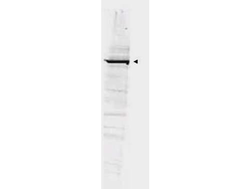 GGA1 Antibody