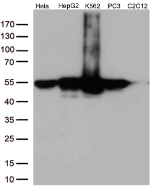 Monoclonal Mouse anti-Human CALR / Calreticulin Antibody (clone OTI15F5, Carrier-free, WB)