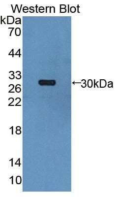 UPB1 Antibody (aa154-393, PE)