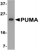 Polyclonal Rabbit anti-Human BBC3 / PUMA Antibody (IHC, WB)