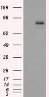 PTPRE / PTP Epsilon Antibody (clone OTI3H8)