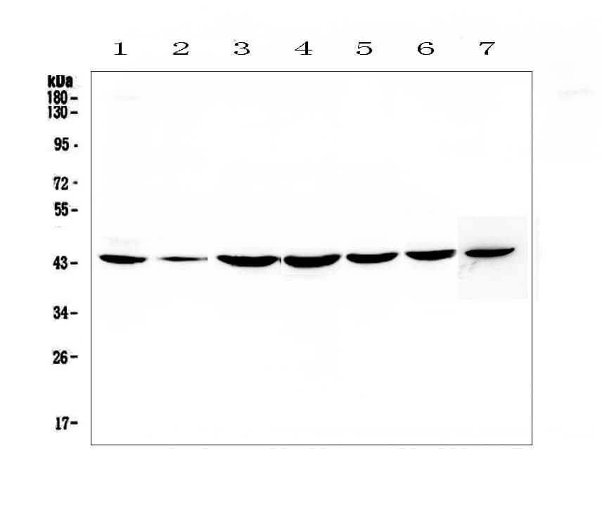 CFLAR / FLIP Antibody