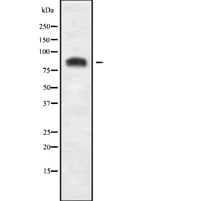 USP51 Antibody