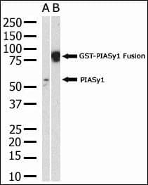 PIAS4 / PIASY Antibody (aa48-79)